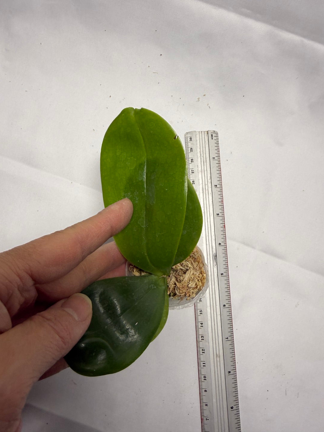 Phalaenopsis Yungho Gelblitz 'White Jade'