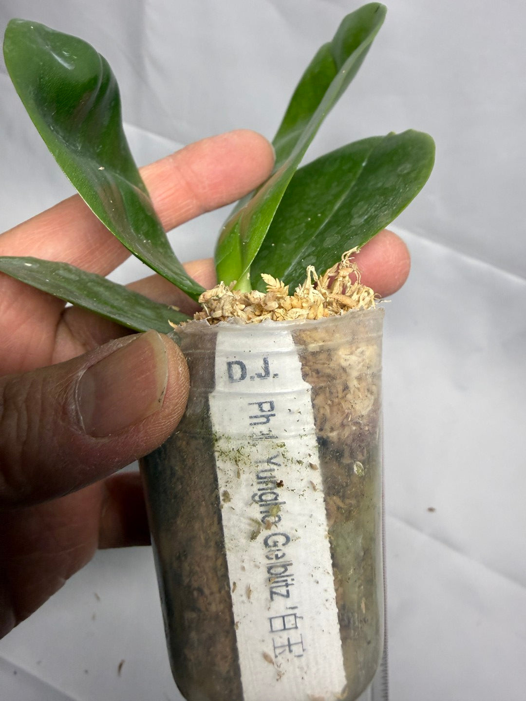 Phalaenopsis Yungho Gelblitz 'White Jade'