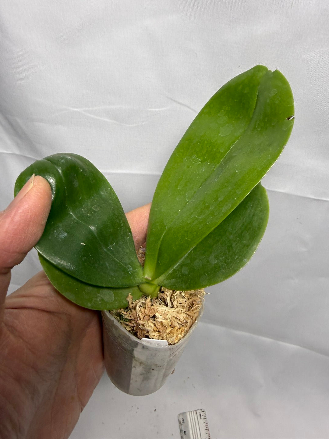 Phalaenopsis Yungho Gelblitz 'White Jade'