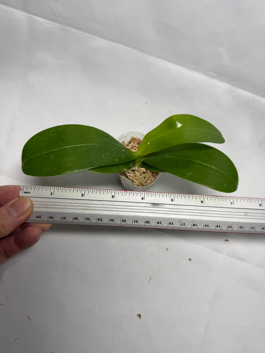 Phalaenopsis Equalacea 'Blue'