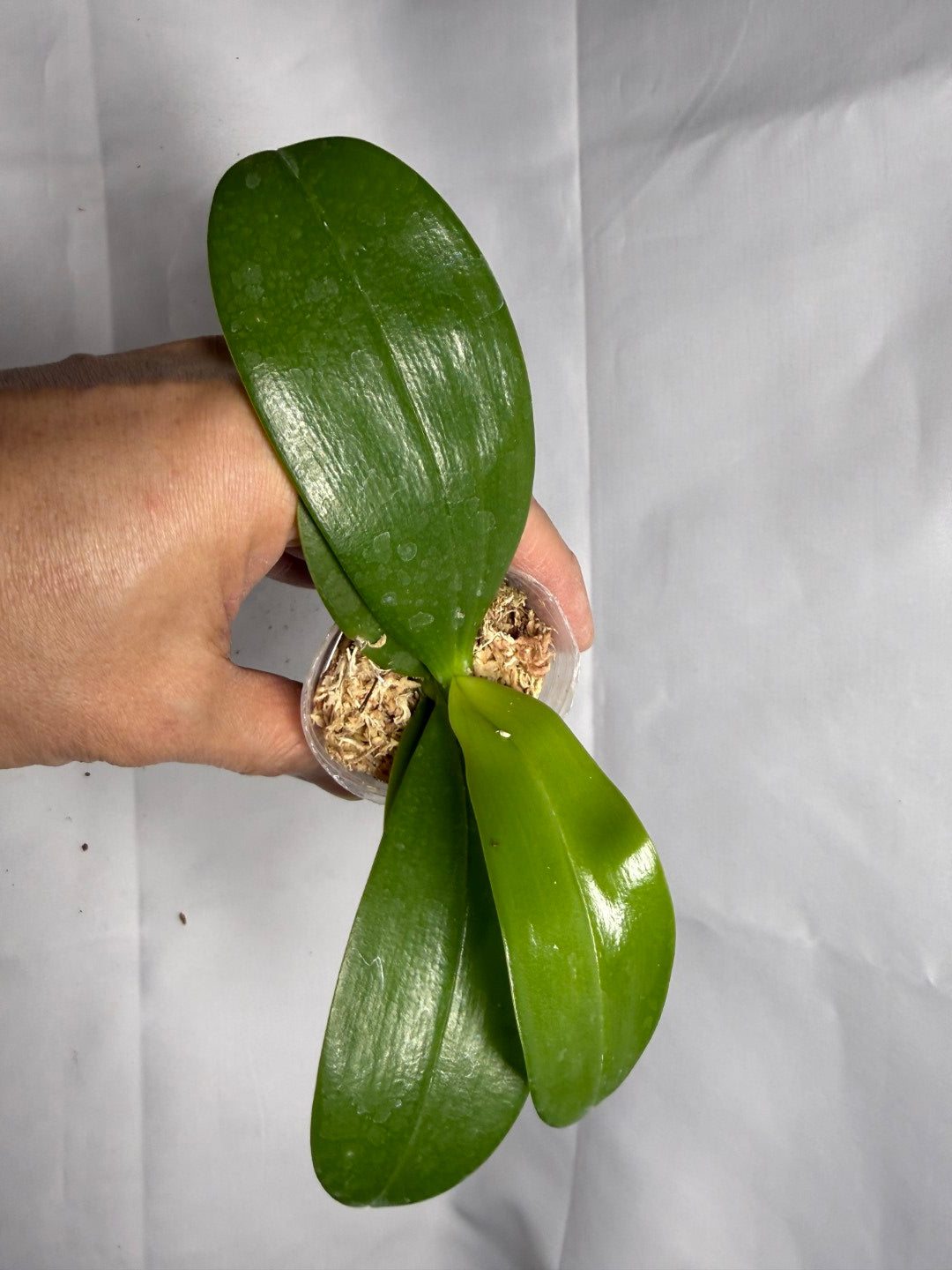 Phalaenopsis Equalacea 'Blue'