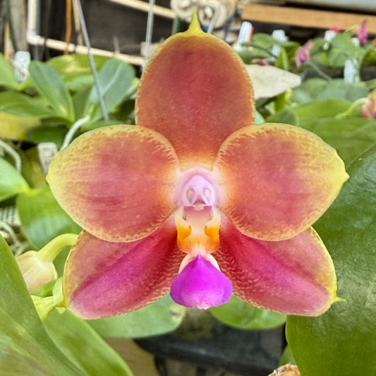 Phalaenopsis Joy Spring Canary 'Orange' Fragrant 260626 Flowering
