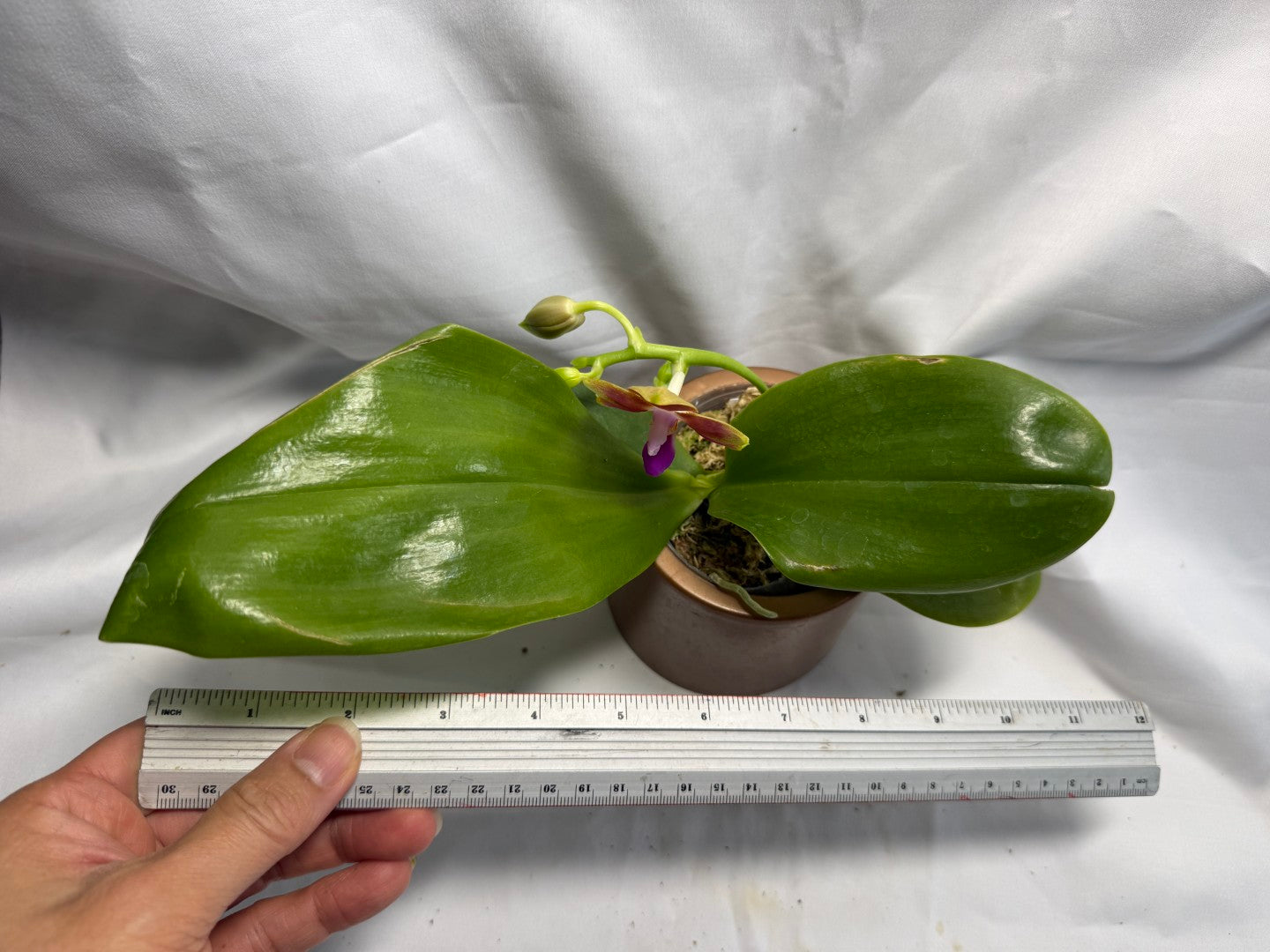 Phalaenopsis Joy Spring Canary 'Orange' Fragrant 260626 Flowering