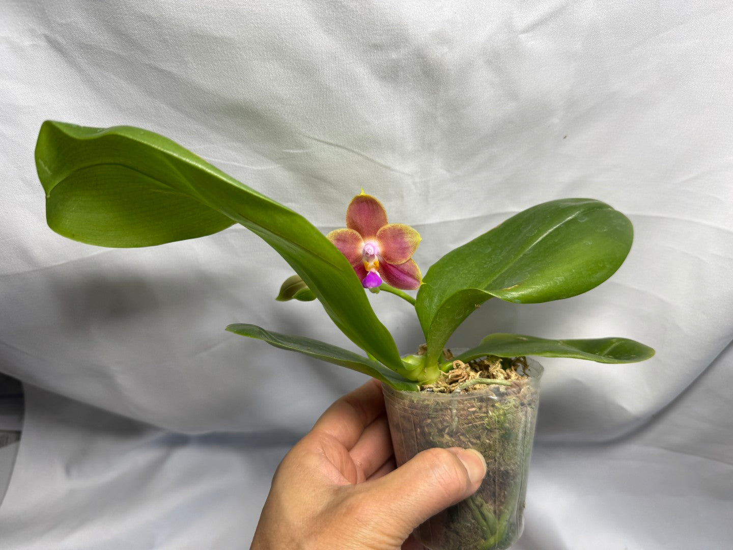 Phalaenopsis Joy Spring Canary 'Orange' Fragrant 260626 Flowering