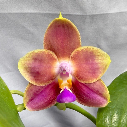 Phalaenopsis Joy Spring Canary 'Orange' Fragrant 260714 Flowering