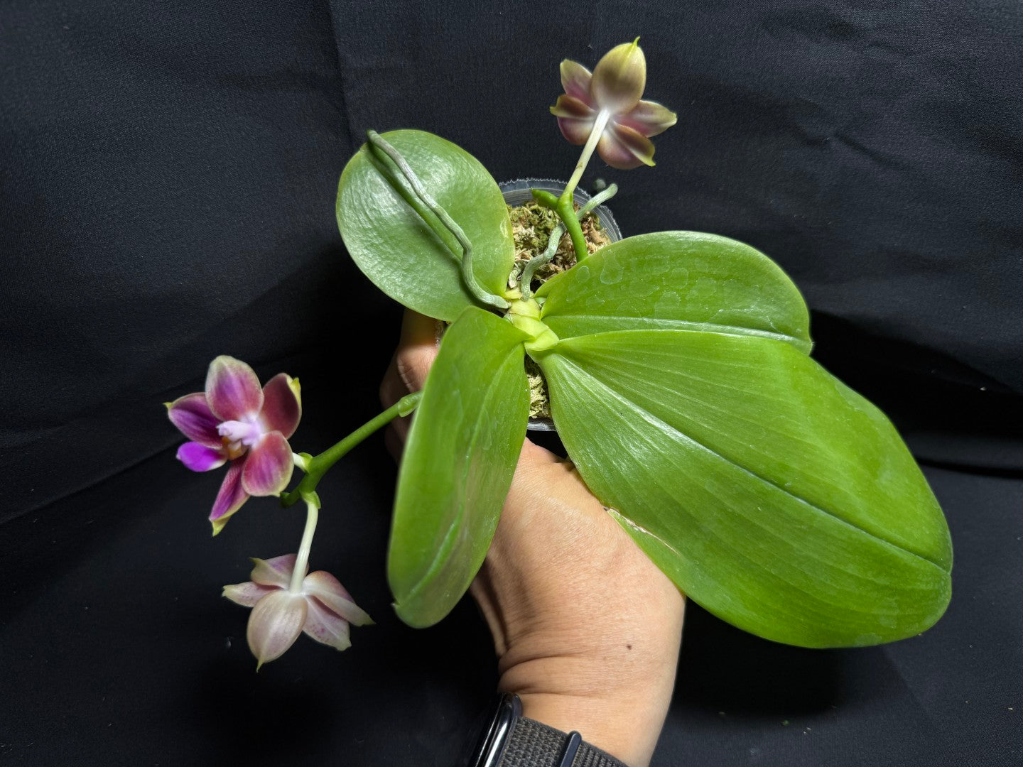 Phalaenopsis Joy Spring Canary 'Orange' Fragrant 260708 Flowering
