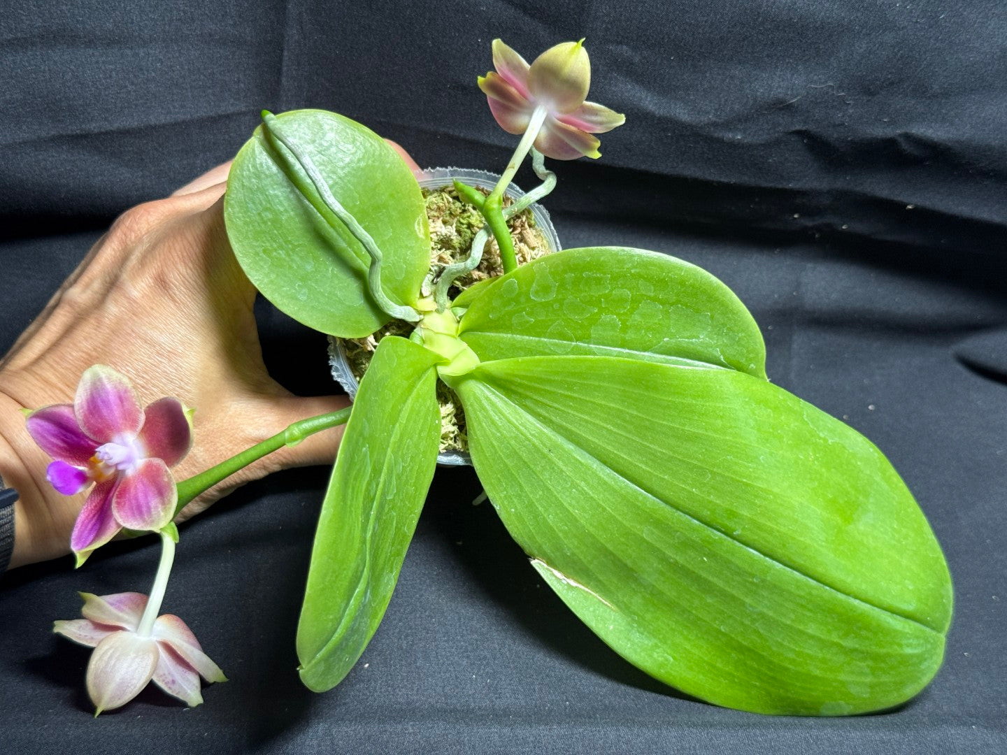 Phalaenopsis Joy Spring Canary 'Orange' Fragrant 260708 Flowering
