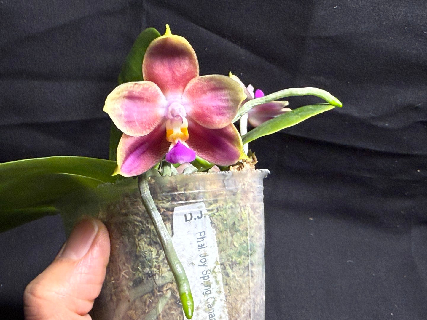Phalaenopsis Joy Spring Canary 'Orange' Fragrant 260708 Flowering