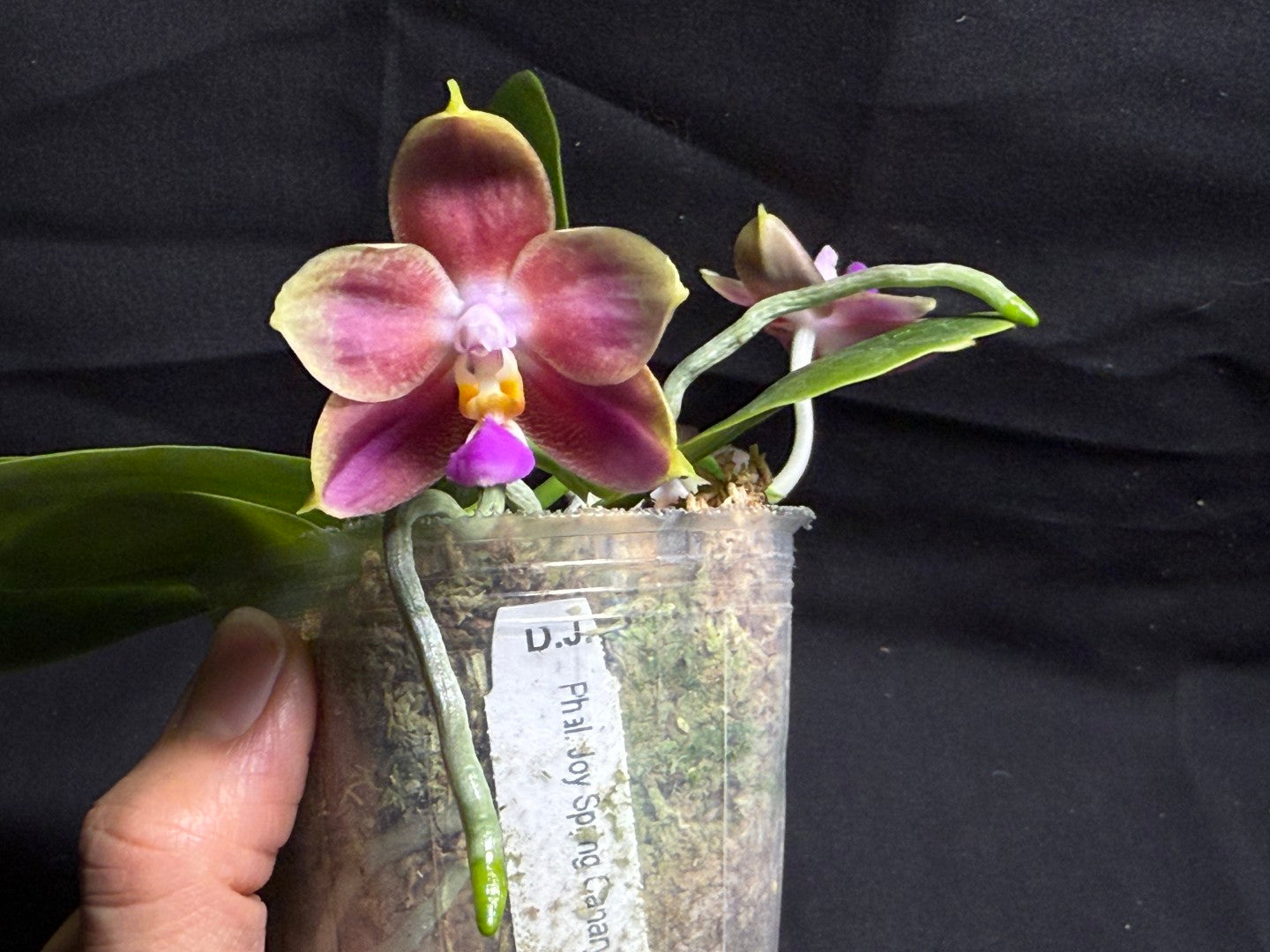 Phalaenopsis Joy Spring Canary 'Orange' Fragrant 260708 Flowering