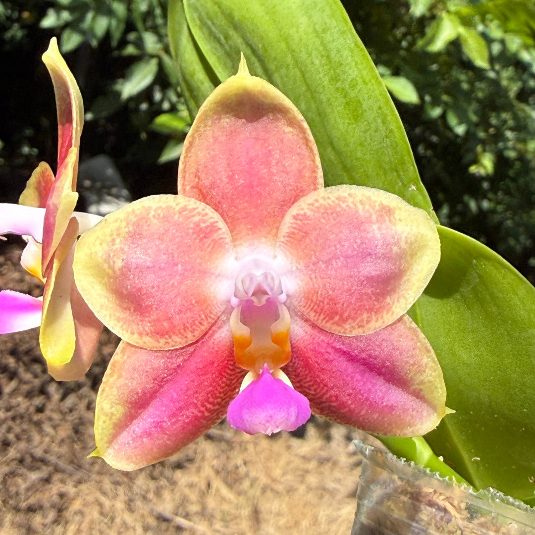 A close-up of a pink and yellow-orange Novelty Phalaenopsis orchid flower with green leaves, photographed outdoors with foliage and dry ground in the background.