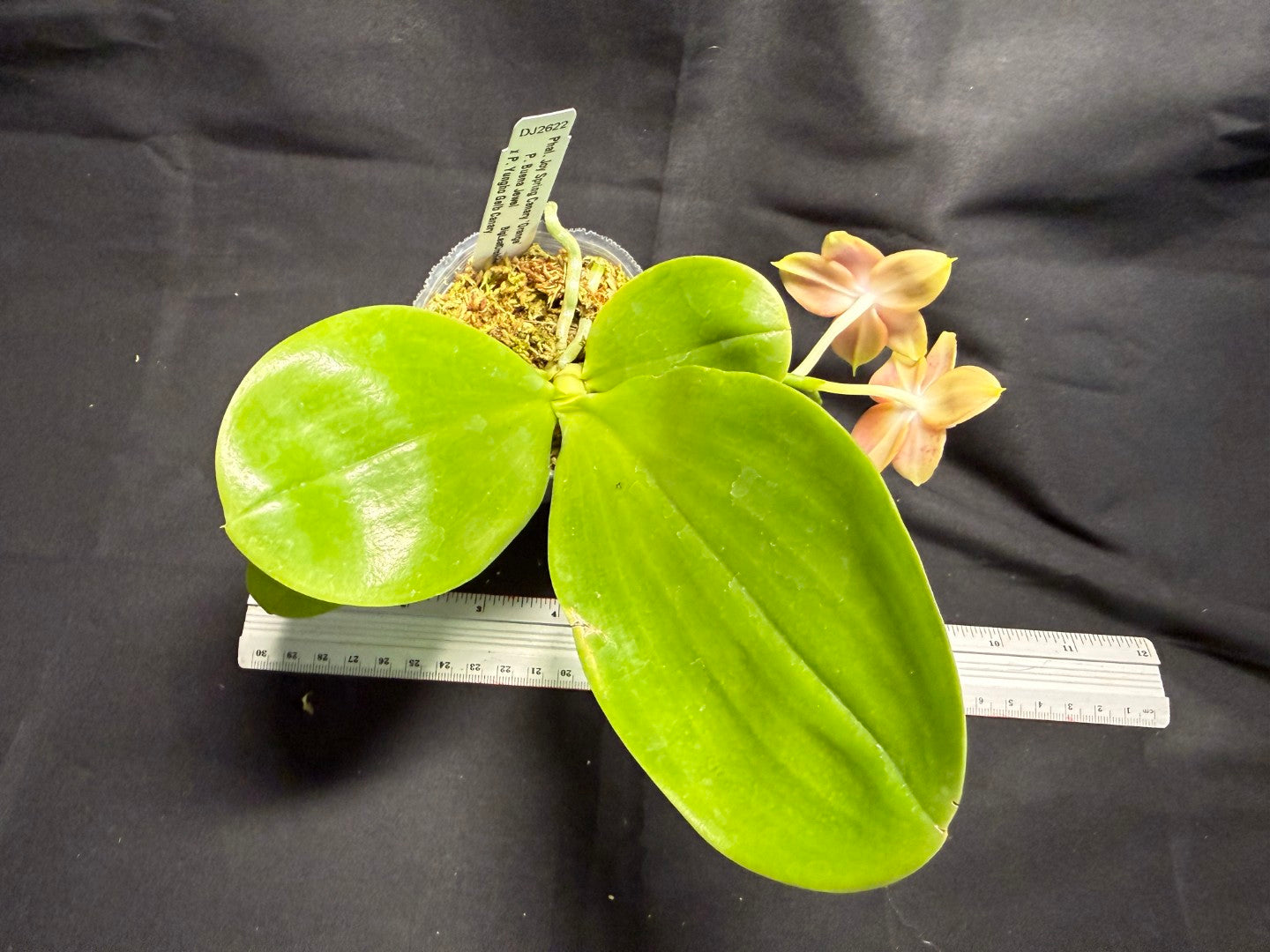 Phalaenopsis Joy Spring Canary 'Orange' Fragrant 260713 Flowering