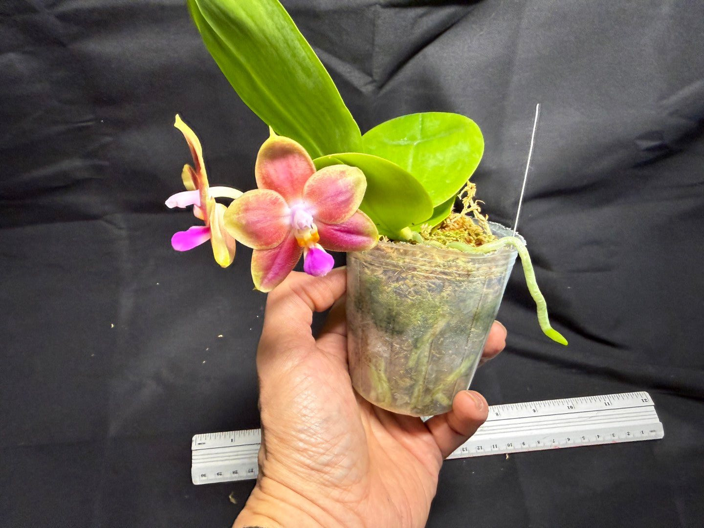 Phalaenopsis Joy Spring Canary 'Orange' Fragrant 260713 Flowering