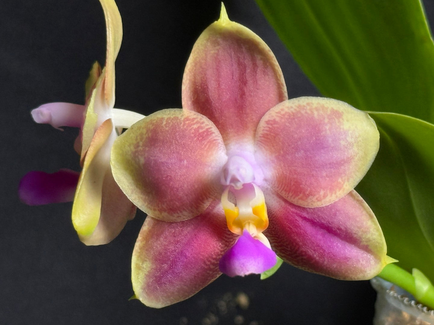 Phalaenopsis Joy Spring Canary 'Orange' Fragrant 260713 Flowering