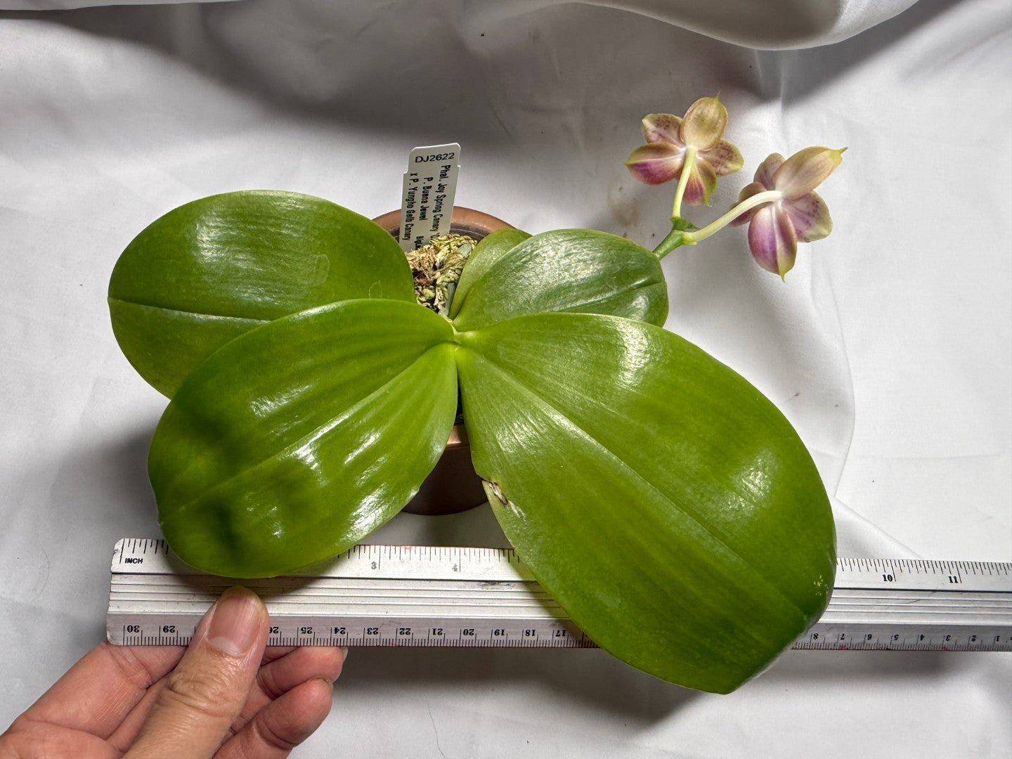 Phalaenopsis Joy Spring Canary 'Orange' Fragrant 260714 Flowering