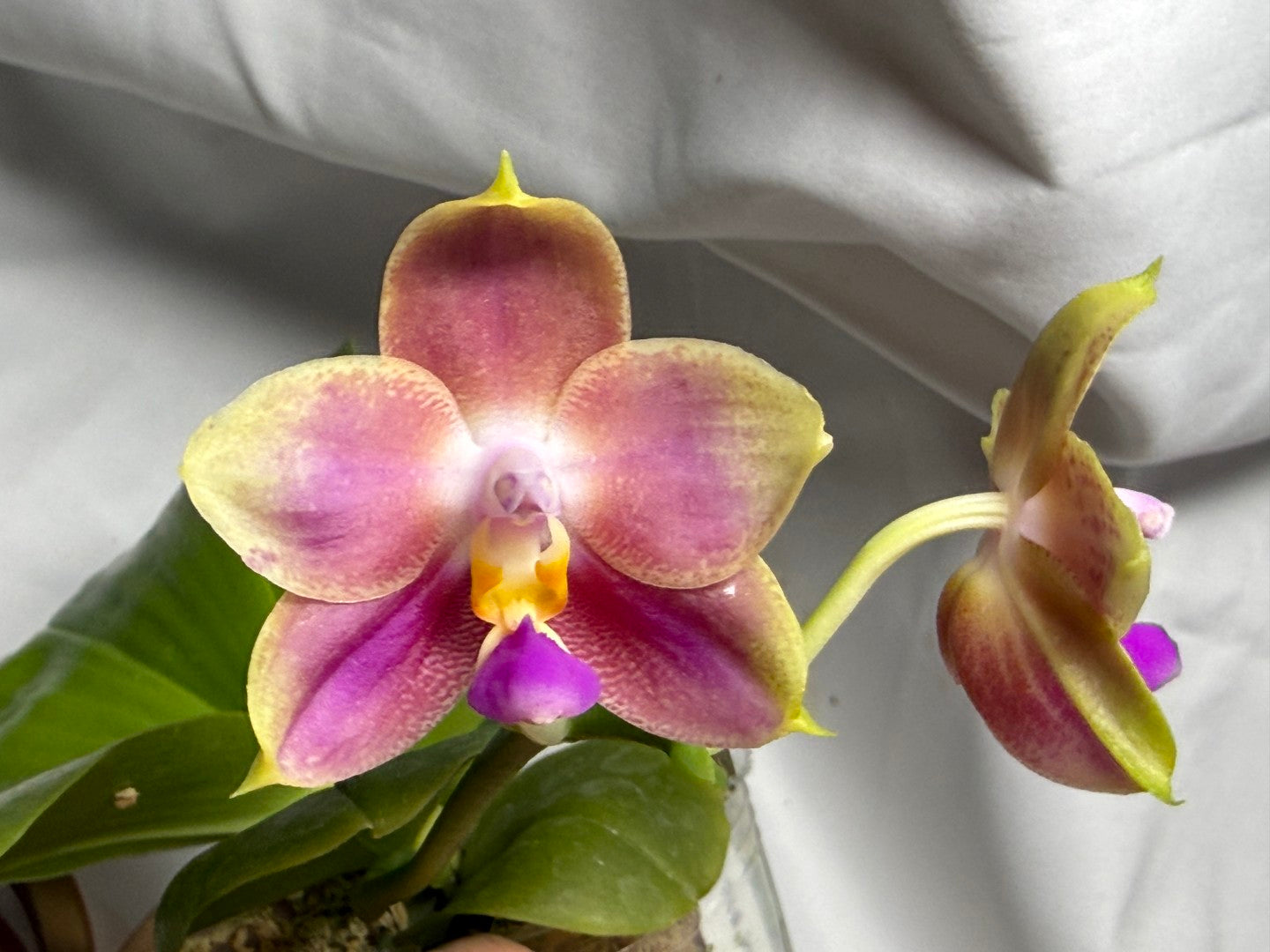 Phalaenopsis Joy Spring Canary 'Orange' Fragrant 260714 Flowering