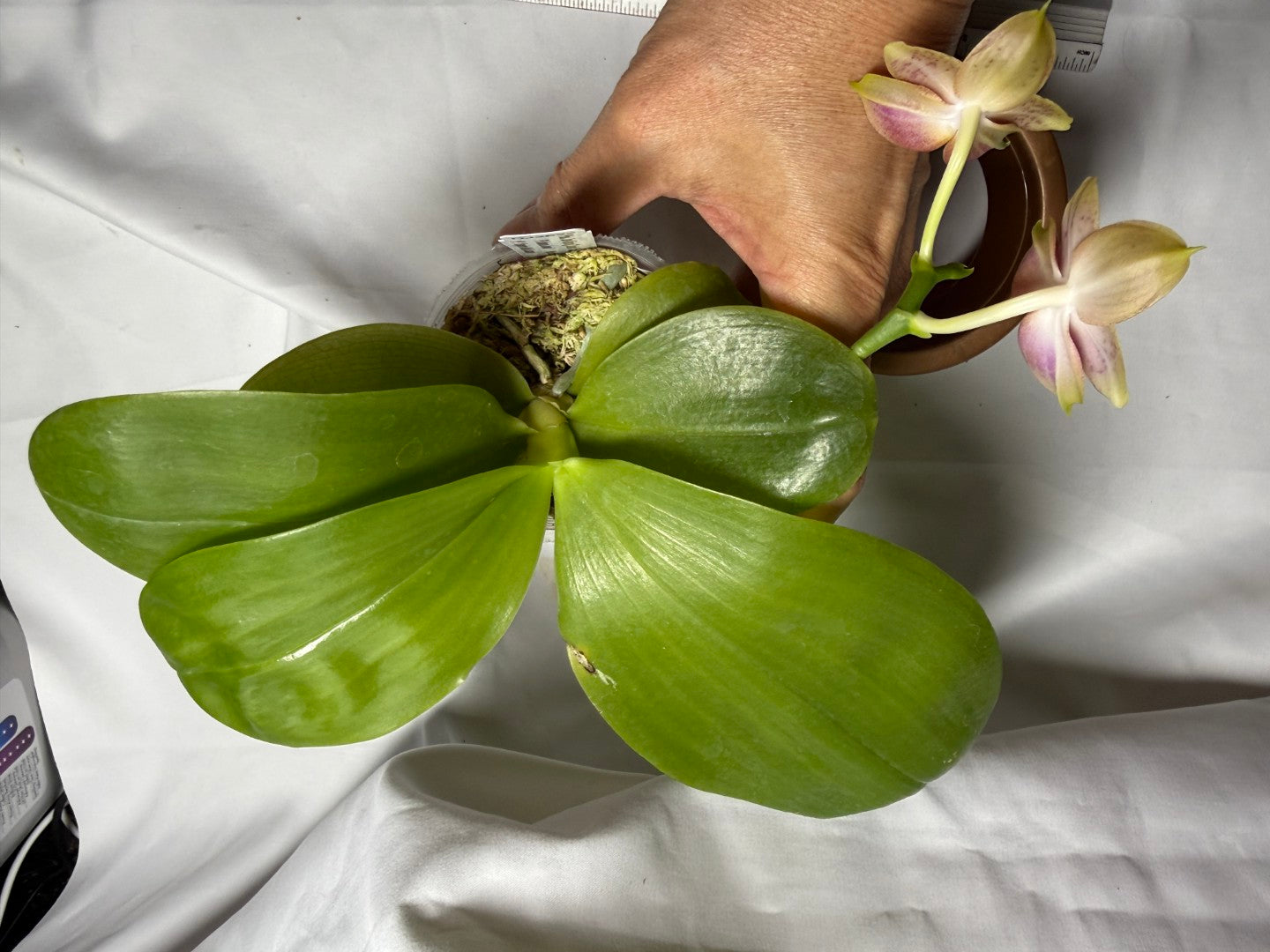 Phalaenopsis Joy Spring Canary 'Orange' Fragrant 260714 Flowering