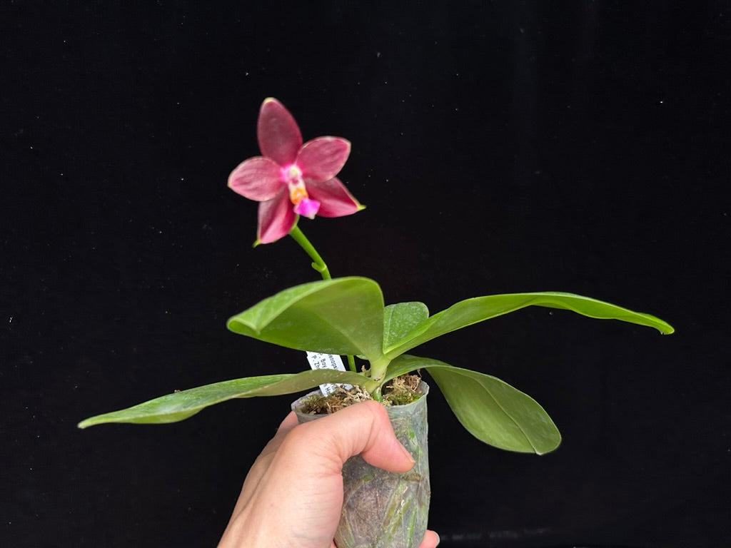 Phalaenopsis Yin's Hazel King 230811