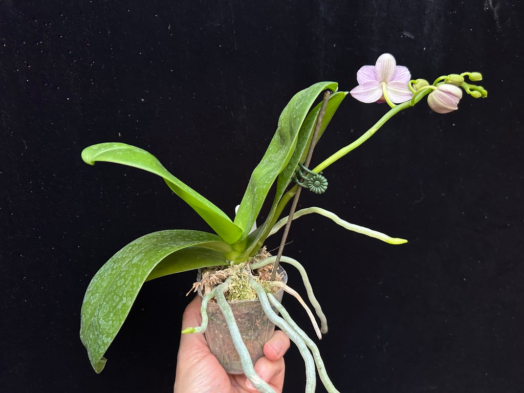 Phalaenopsis Mituo Vivien 240203 flowering