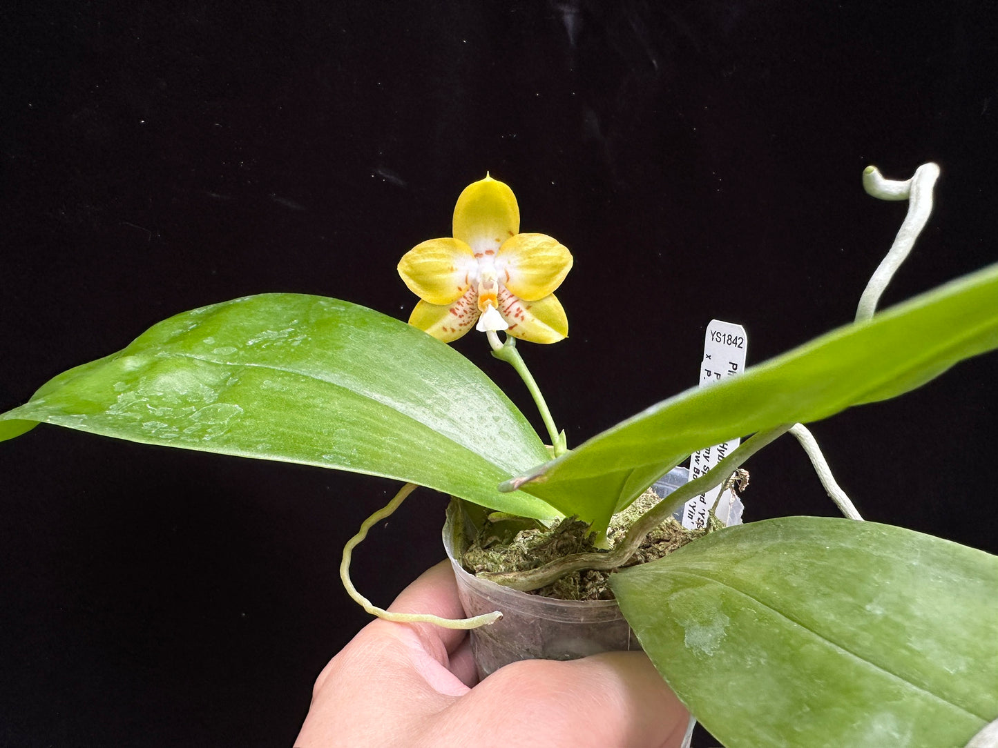 Phalaenopsis Yin's Yellow Spotted 230915 Flowering