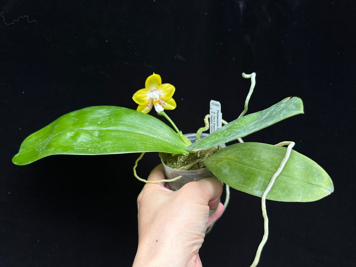 Phalaenopsis Yin's Yellow Spotted 230915 Flowering