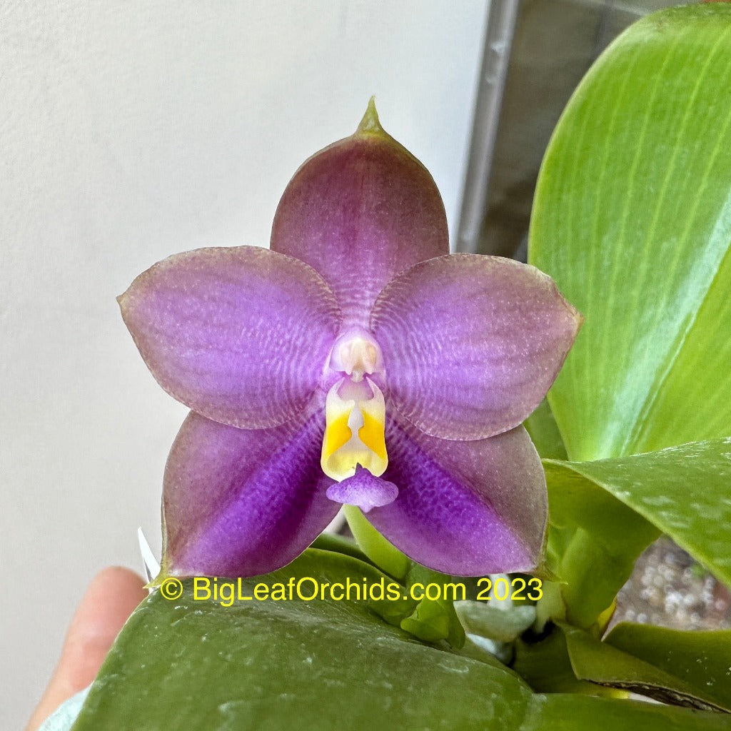 MO686 Phalaenopsis Mituo Blue Bear 'Blue Bear'