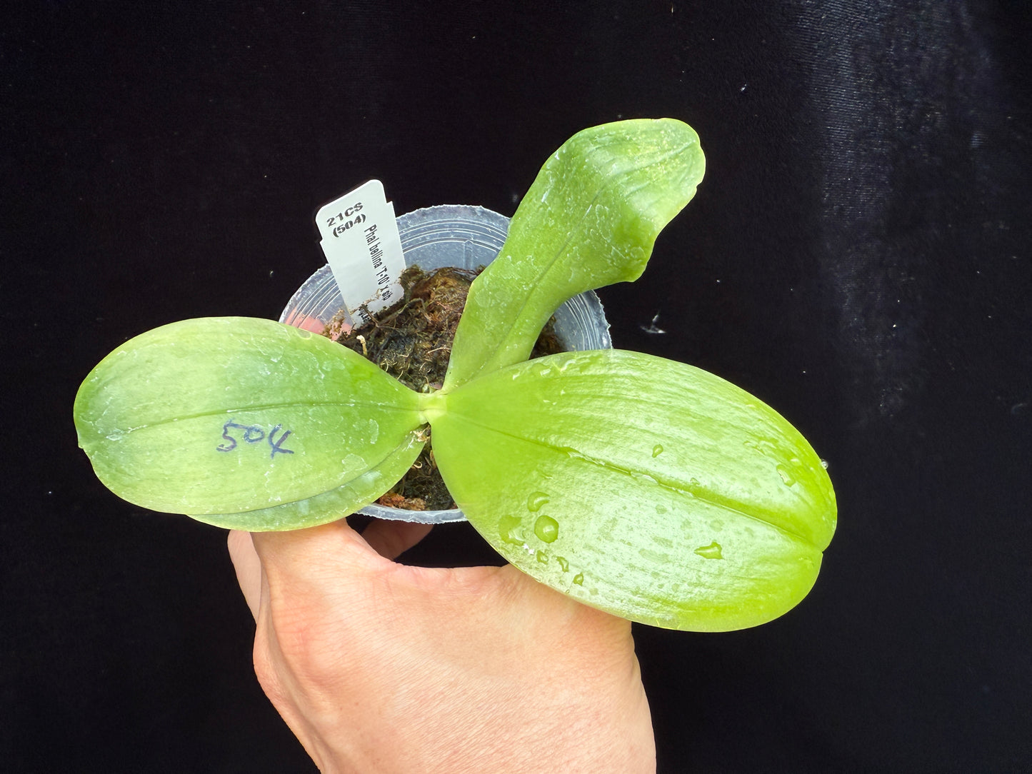 Phalaenopsis bellina 'T-10' x sib - Seed Grown