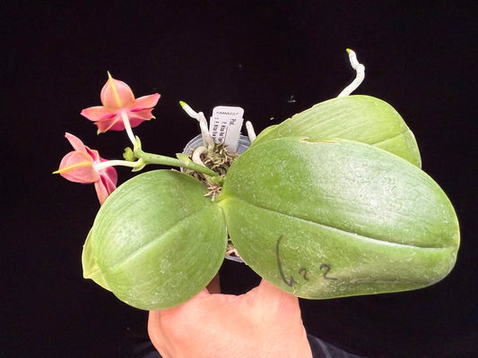 Phalaenopsis (Mituo Red Tiger x Mituo Blue Smurfs) 250515 seed grown Flowering