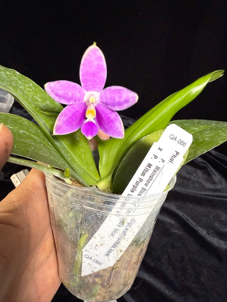 Phalaenopsis Bentley’s Star - Seed Grown