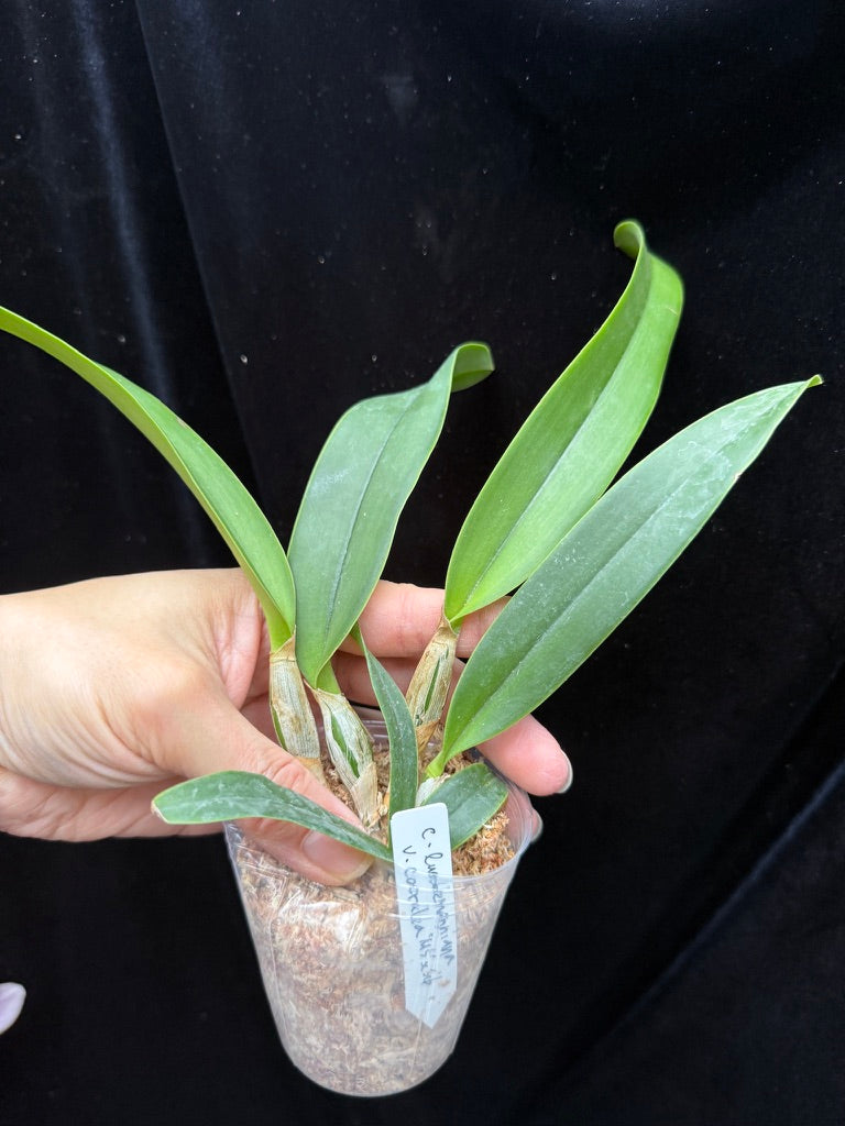 Cattleya lueddemanniana var coerulea 'Mainshow' x sib Seed Grown