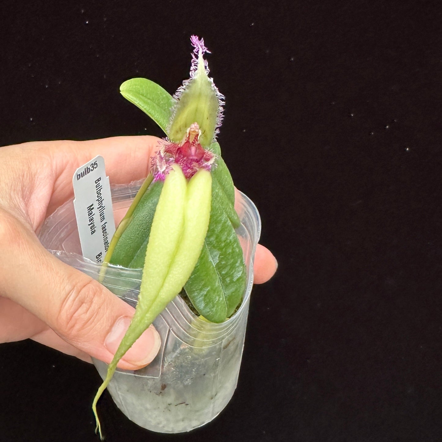 Bulbophyllum fascinator semi-alba 230814