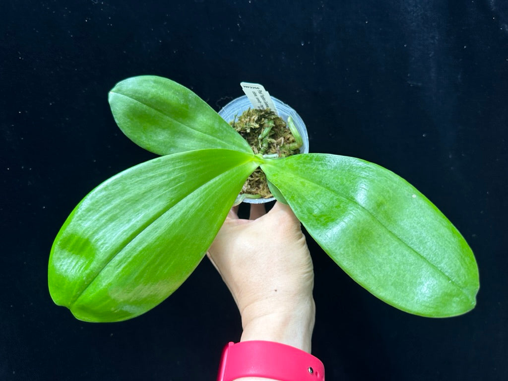 Phalaenopsis Yaphon Gelacea 'Peter #3' AM/AOS Spiking