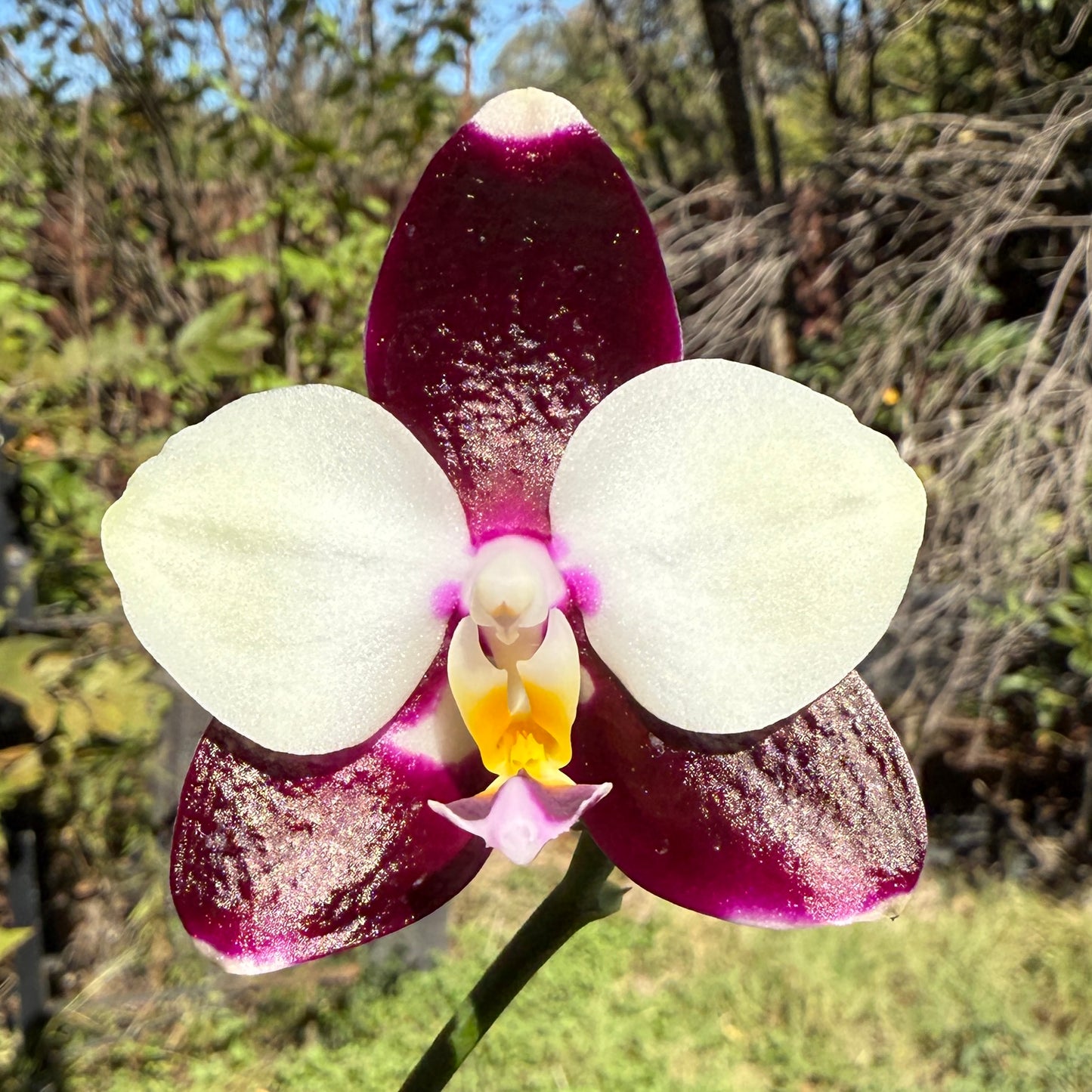 Phalaenopsis FANGtastic Green Envy (clone) Spiking