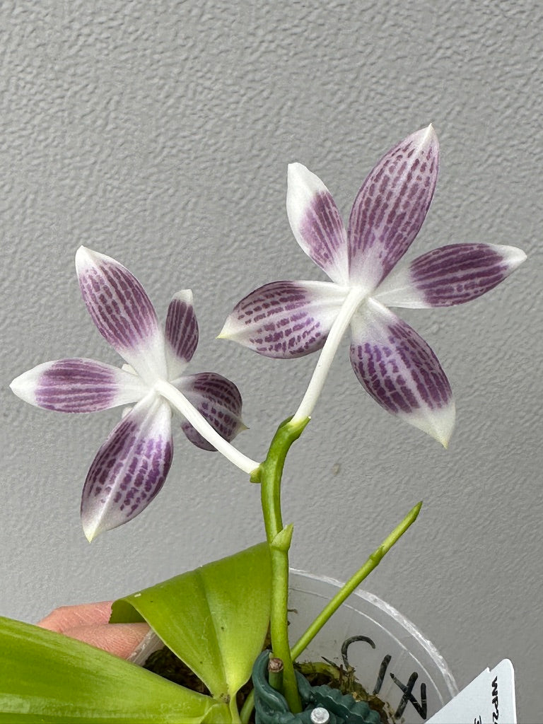 Phalaenopsis tetraspis 'Wilson 712'