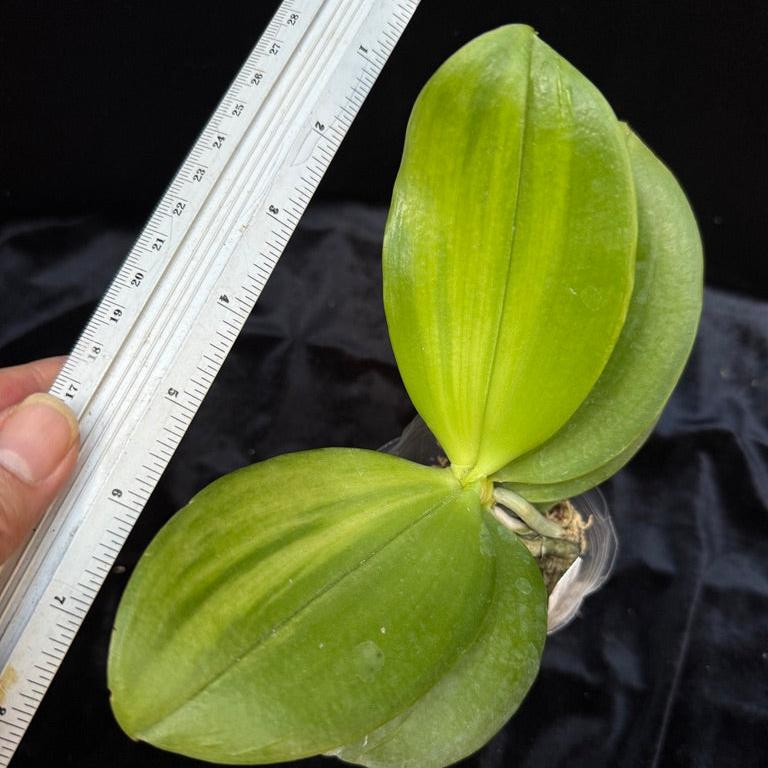 Phalaenopsis (Yaphon Surprise Happiness x Ld's Bear Queen) variegated leaves