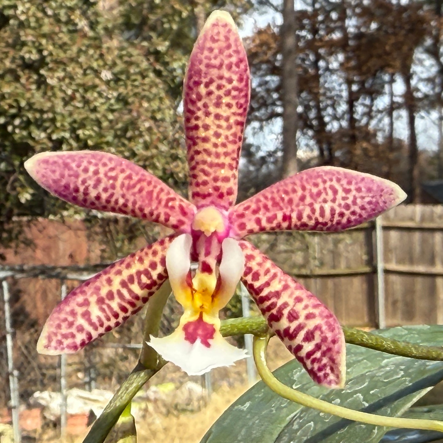 Phalaenopsis Yaphon Pink Lady 250227 Flowering