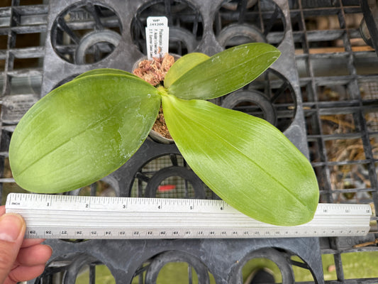 Phalaenopsis Jiaho Dance Girl 'Neon'