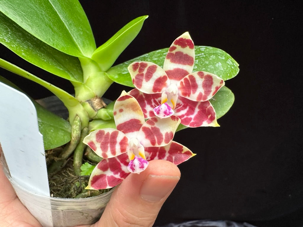 Phalaenopsis Gemstone's Double Ambo 230806
