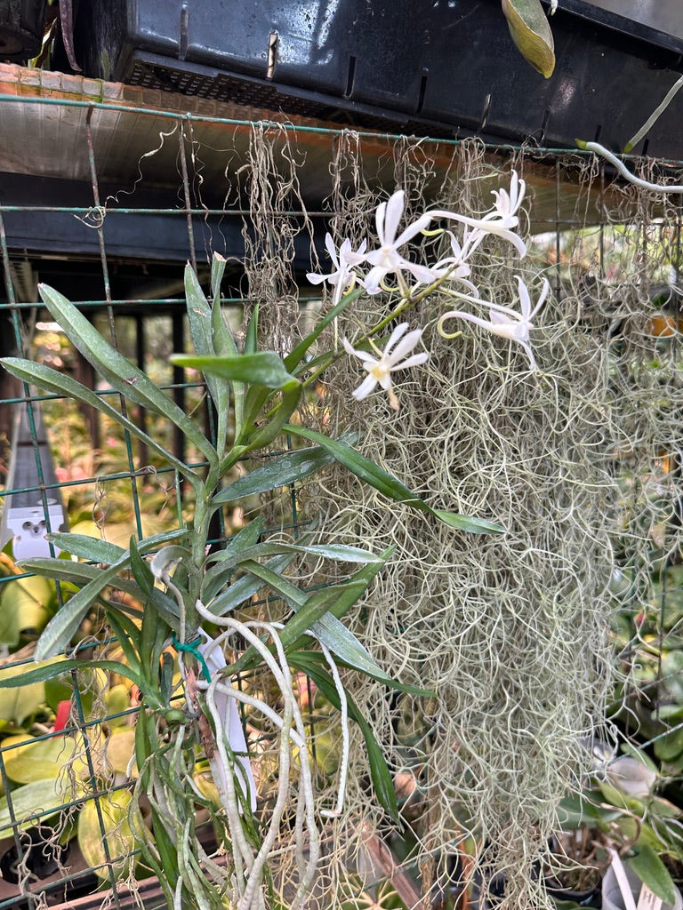 Vanda Green Light - Seed Grown