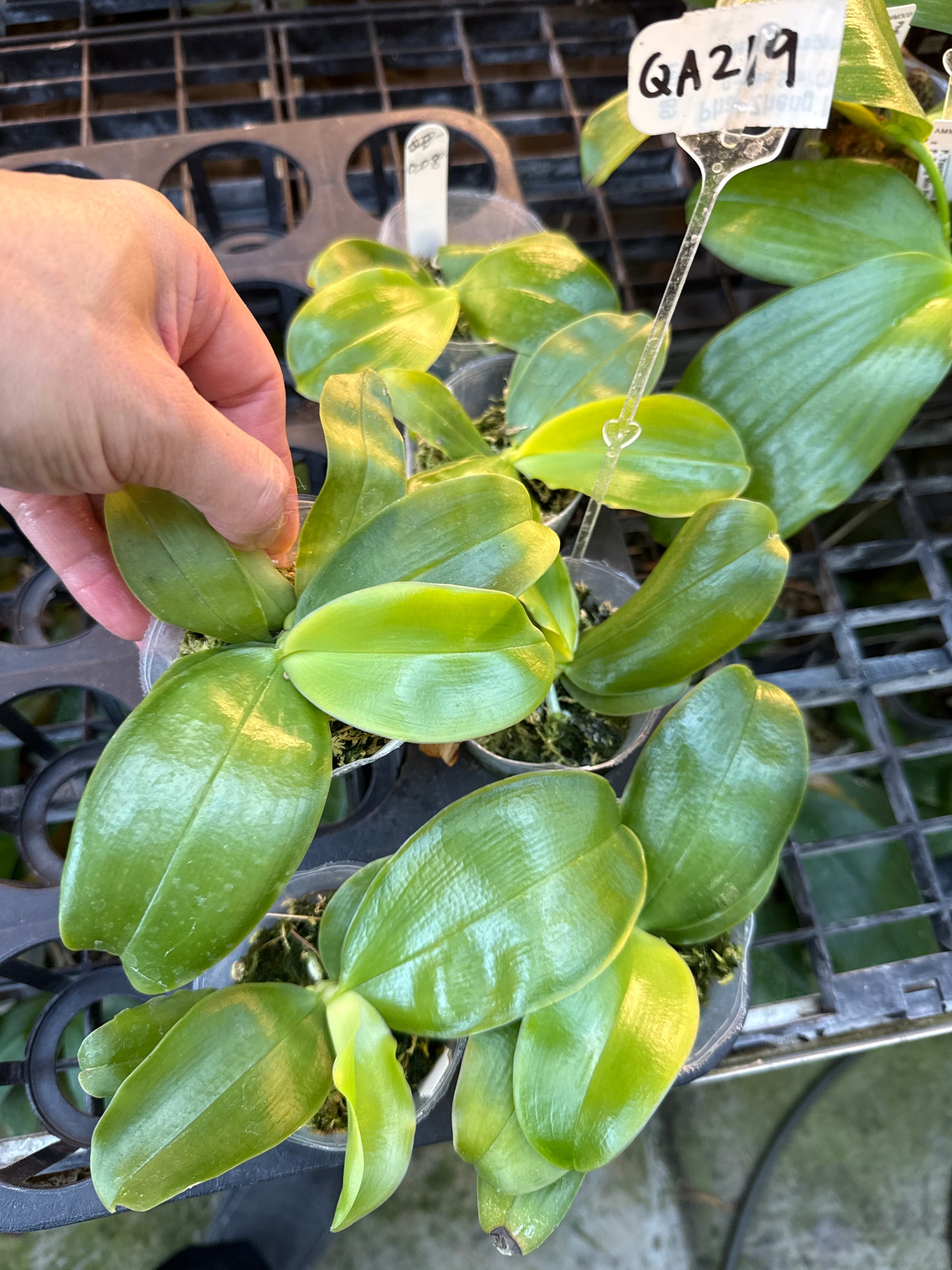 QA219 Phalaenopsis bellina f. delicata (pink) x sib - Seed Grown
