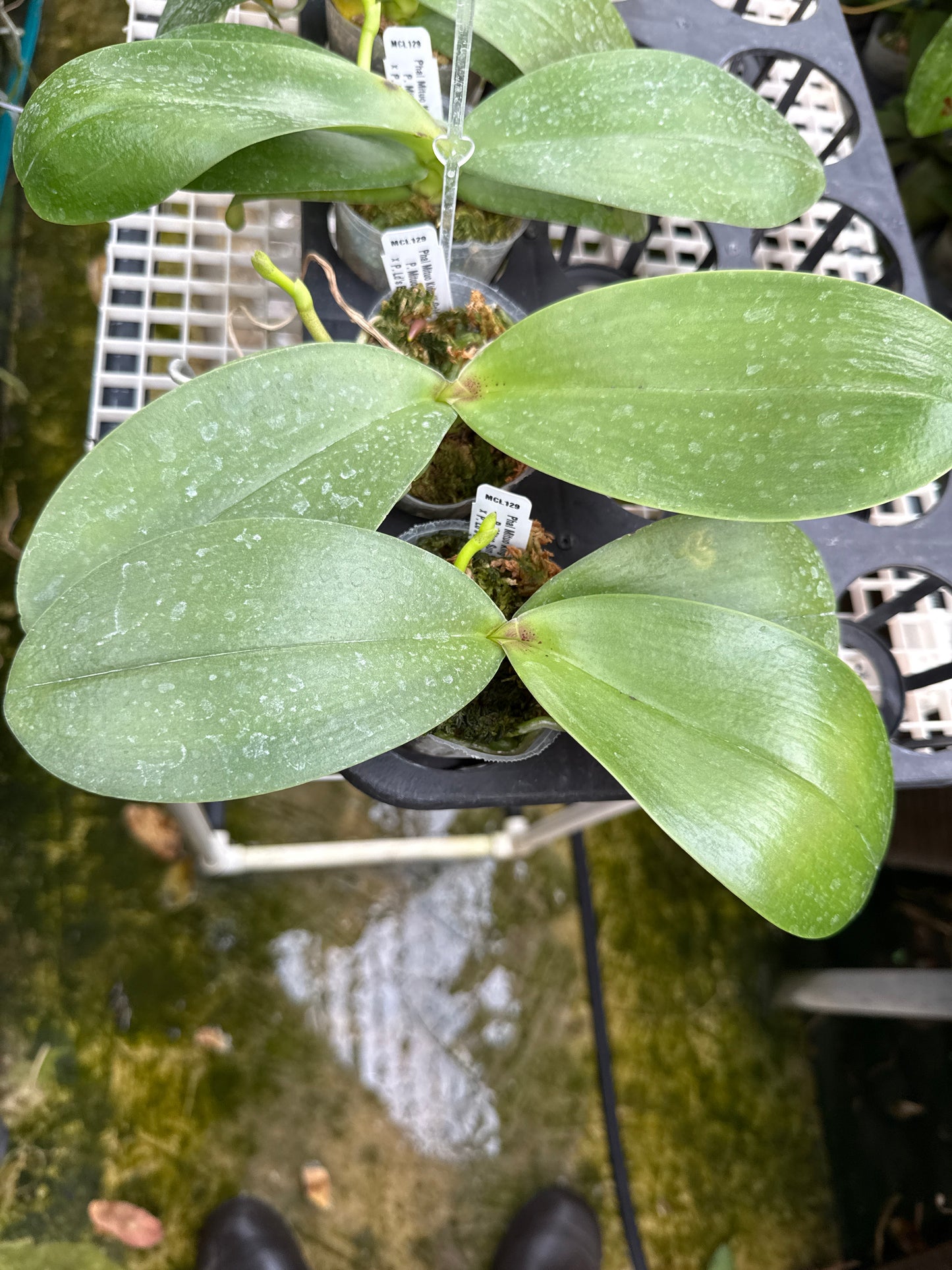 Phalaenopsis Mituo King 'K-Gold' Spiking