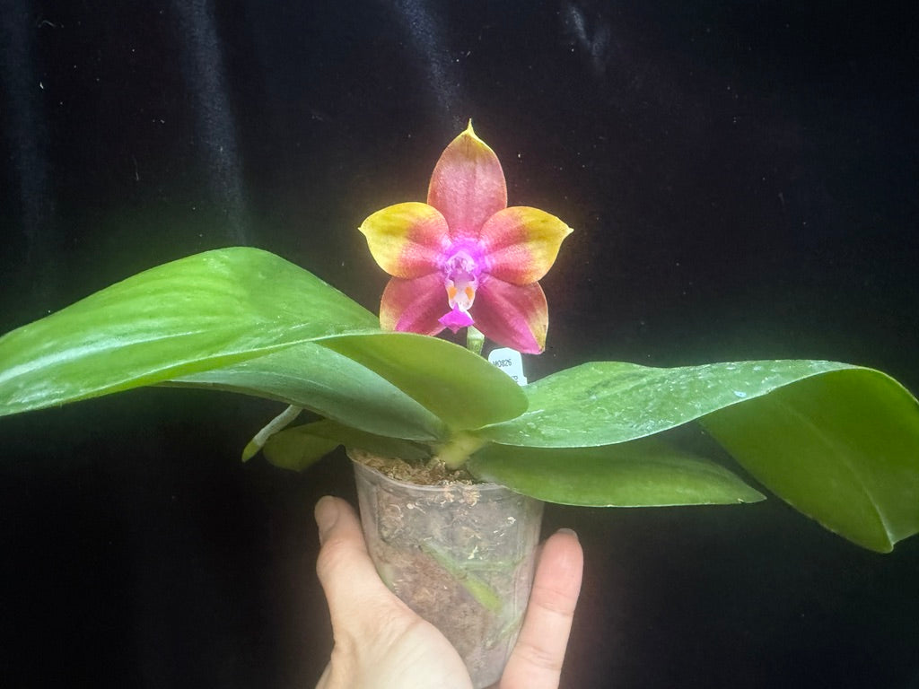 Phalaenopsis  Mituo Obsidian 'Three Headed Dog' 241109 Flowering