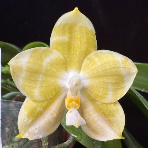 Phalaenopsis Mituo Golden Tiger 'Yellow Dragon'