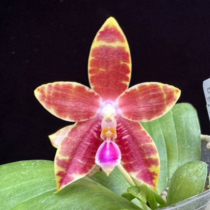Phalaenopsis (Princess Kaiulani f. flava x CTL Taichung Girl) 240211 Flowering