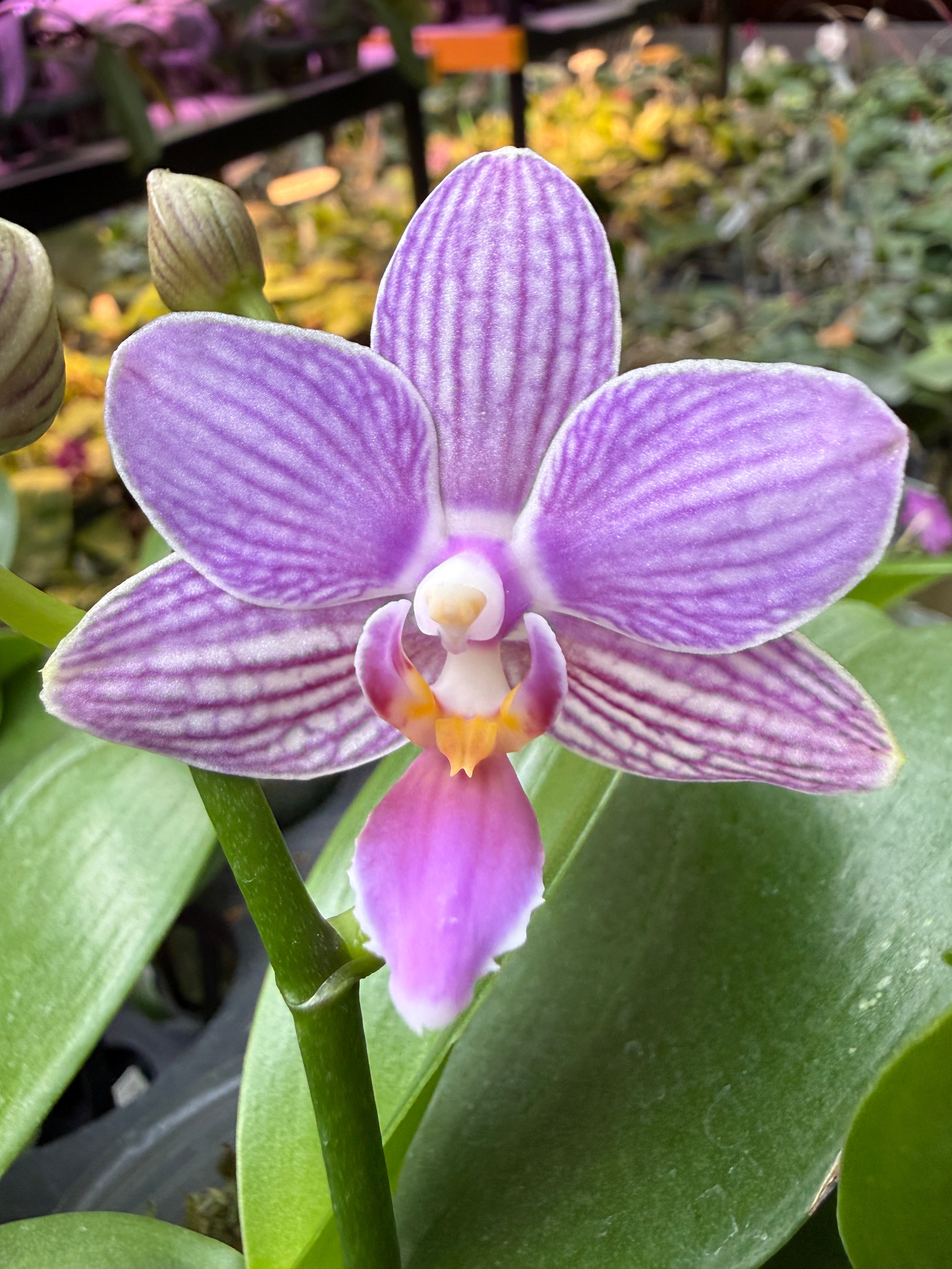 KM3696 Phalaenopsis (LL Purple Beta x Penang Jewel) - Seed Grownr