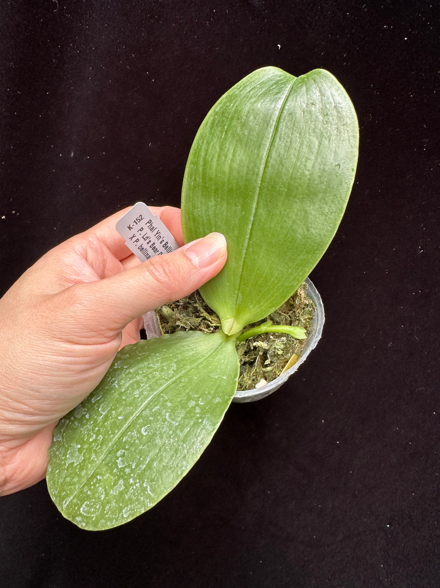 Phalaenopsis Yin's Bellina Queen 'Miro' Spiking
