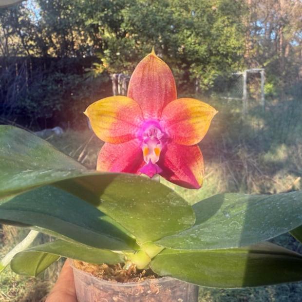 Phalaenopsis  Mituo Obsidian 'Three Headed Dog' 241109 Flowering