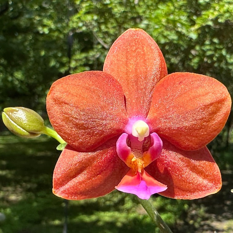 Phalaenopsis Unique Lady Georgie 'LM280'