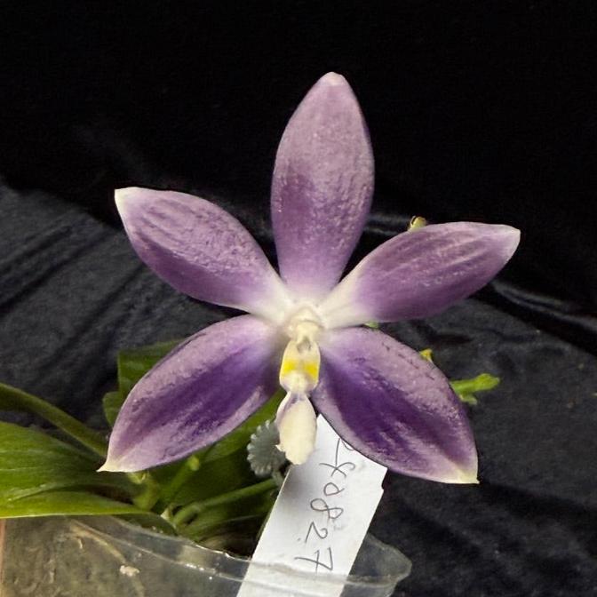 Phalaenopsis tetraspis 'Wilson 712'