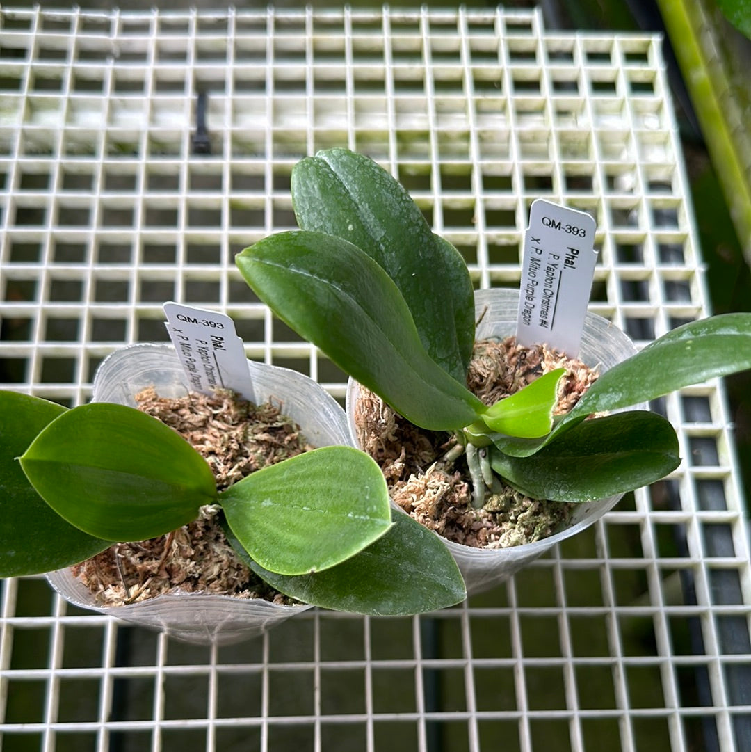 Phalaenopsis (Yaphon Christmas #4 X Mituo Purple Dragon) Seedlings