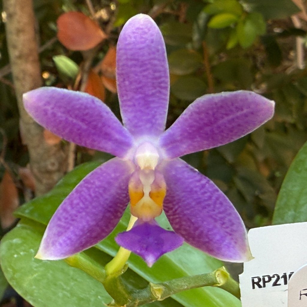 Phalaenopsis Micaels Songshan 240923-B Flowering